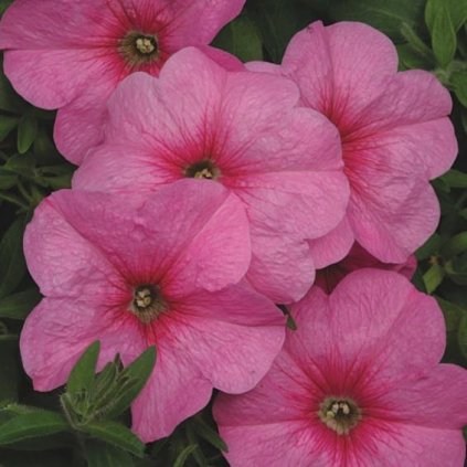 33617 multi nana simona 1 z1