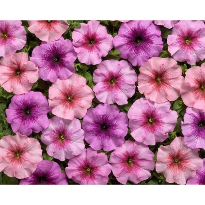 Petunia hybrida ORB F1 Mix web z1