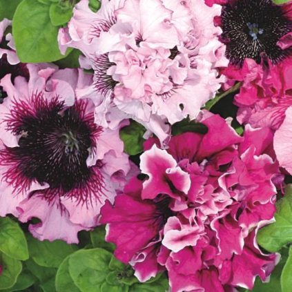 33635 grandi super cerny triumph 1 z1