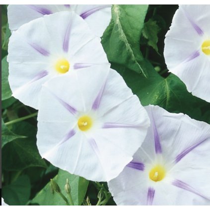 33659 screenshot 2024 02 27 at 0 25 14