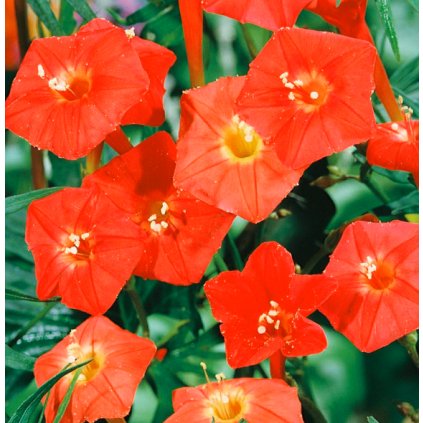 33662 povijnice saraltova