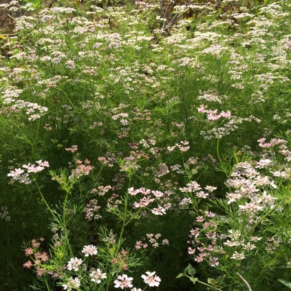 3368 1 koriandr drobnosemenny