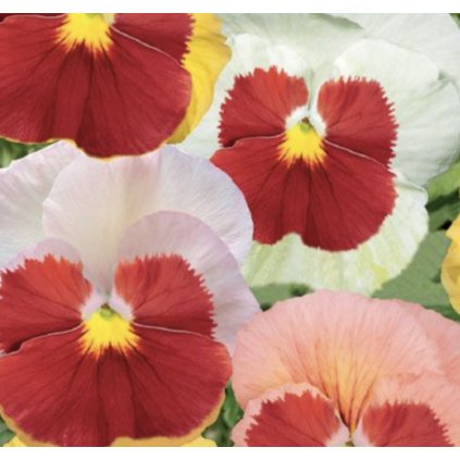 33683 screenshot 2024 02 27 at 0 00 51