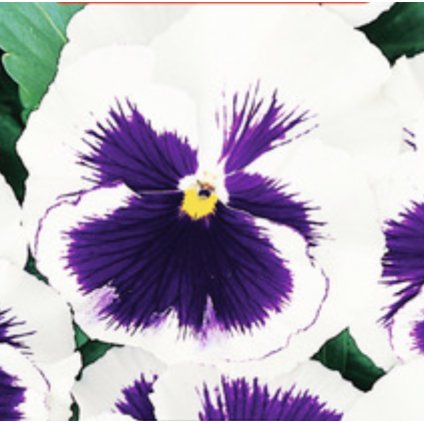 33686 screenshot 2024 02 26 at 23 53 11