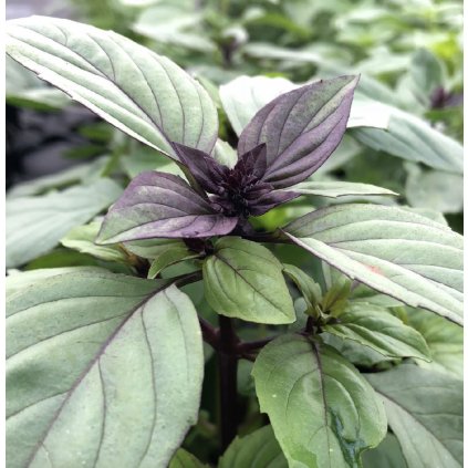 33719 screenshot 2024 02 29 at 14 21 52