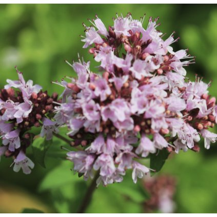 33722 1 screenshot 2024 02 29 at 14 27 06