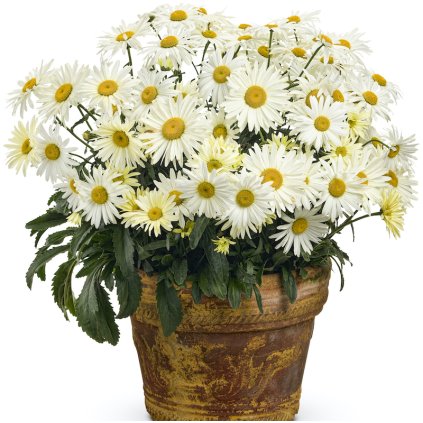 potted banana cream shasta daisies