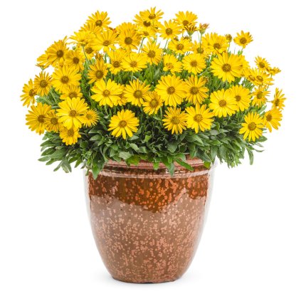 34497 bright lights yellow african daisy plant in garden planter 41163