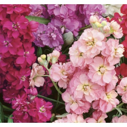 34509 screenshot 2025 01 24 at 8 13 24