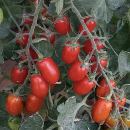 34515 screenshot 2025 01 24 at 0 10 09