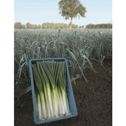 34542 screenshot 2025 02 02 at 11 37 24