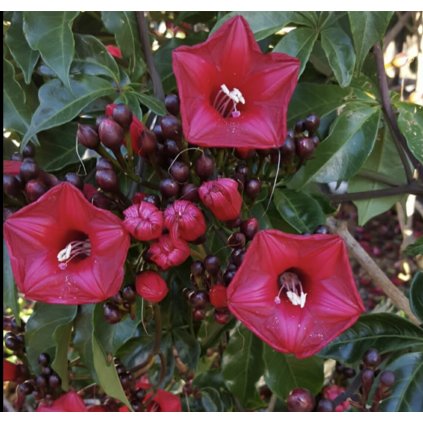 34563 screenshot 2025 02 09 at 20 02 34