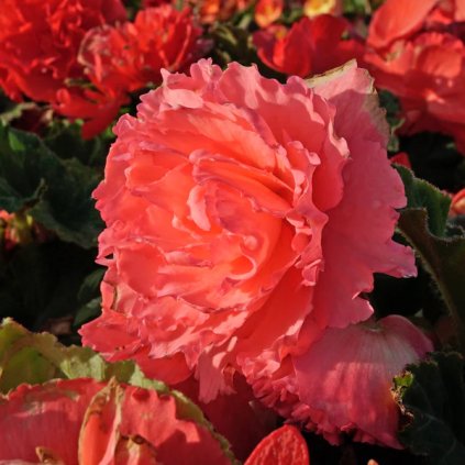 ruffled pink
