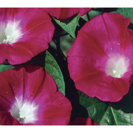 34569 screenshot 2025 01 24 at 13 12 41