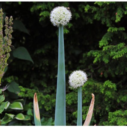 34581 screenshot 2025 02 10 174402