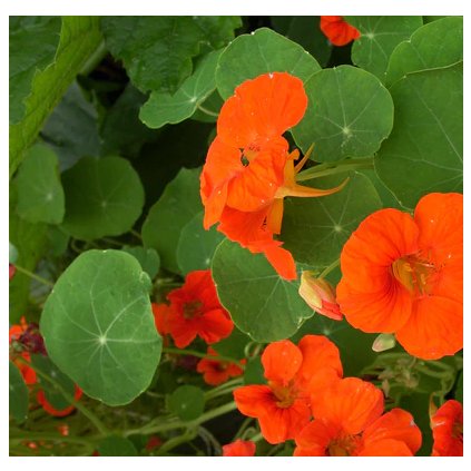 34590 screenshot 2025 02 10 174921