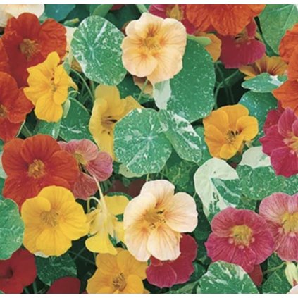 34596 screenshot 2025 02 09 at 19 38 01