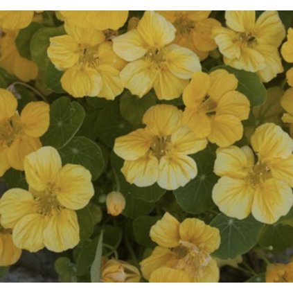 34599 screenshot 2025 02 01 at 8 56 21