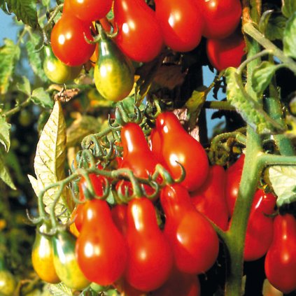 345 rajce cervena hruska