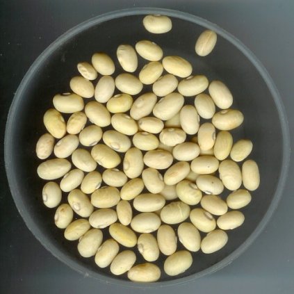 34614 045200 droogbonen stam gele citroen sulphur bean jaune chine