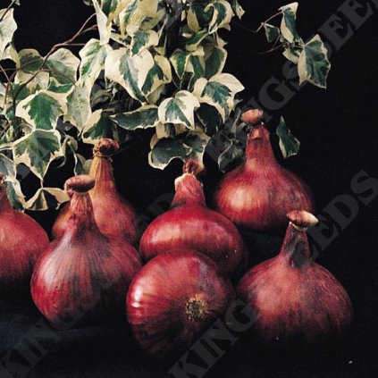 0006287 onion mammoth red