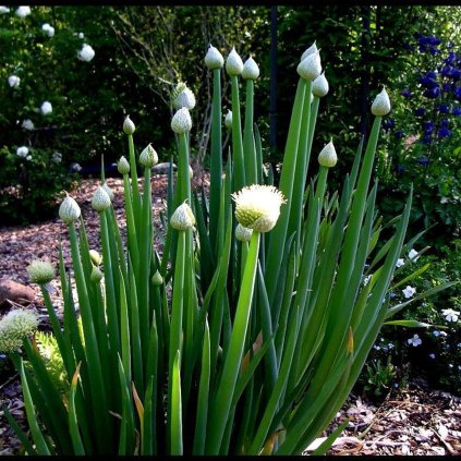 34626 onion welsh 63039