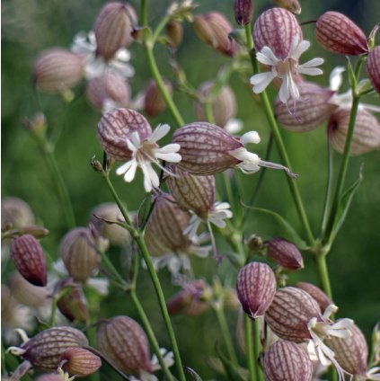 34635 screenshot 2025 01 12 at 1 00 55