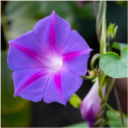 34644 begonie purpurova bio