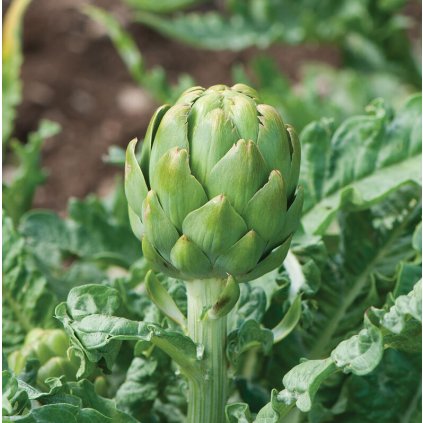 34653 screenshot 2025 02 10 174133