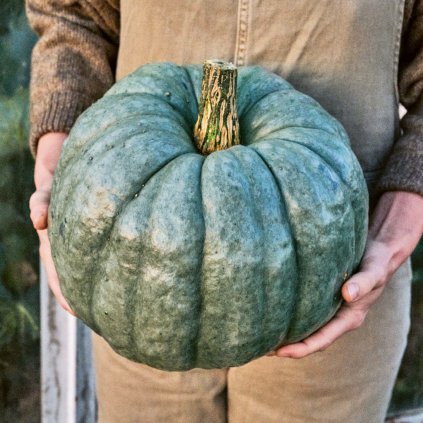 3497 dyne plaziva kulata jarrahdale