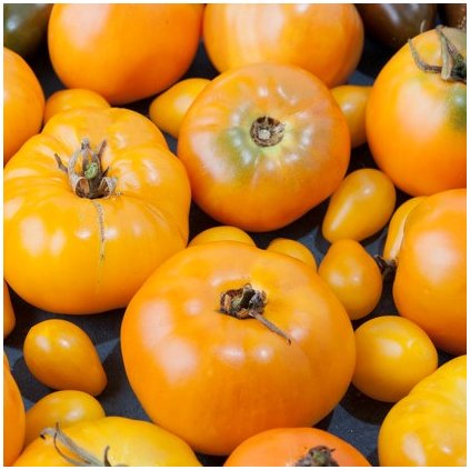 3548 rajce yellowstone