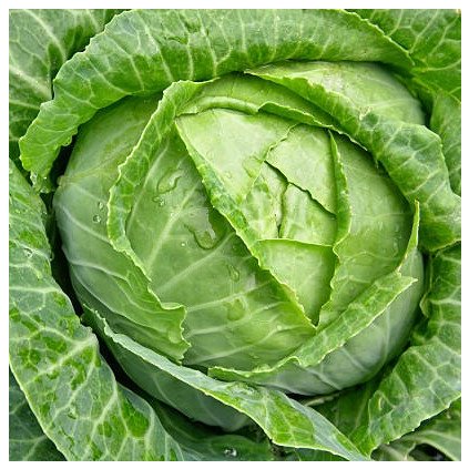 3575 zeli hlavkove letni copenhagen market