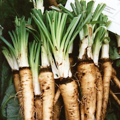 3590 kozi brada fialova