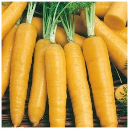 3641 mrkev zluta lobbericher