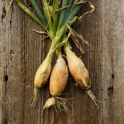 3671 cibule jarni tosca