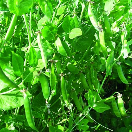 3674 hrach cukrovy douce provence