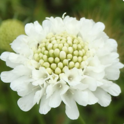 3737 hlavac snowmaiden