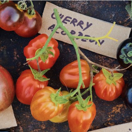 38076 cherry acordeon