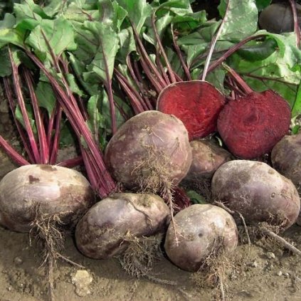 3811 repa egyptska placata