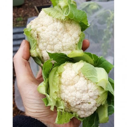 3814 1 kvetak igloo maly