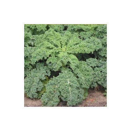 3817 kaderavek zimni zapadni