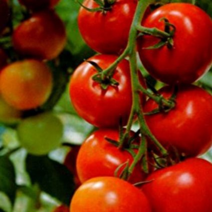 381 rajce tyckove slava poryni