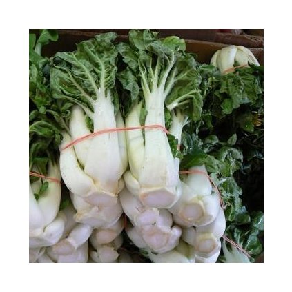 3823 zeli cinske pak choi baby bile