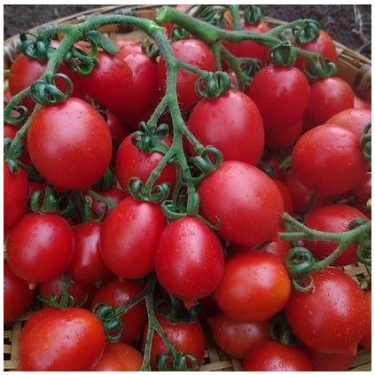 3829 rajce rimske borgijsky princ