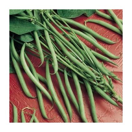 3838 fazole cinska zazrak