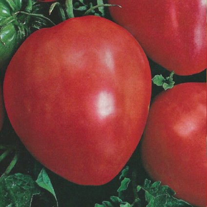 384 rajce byci srdce