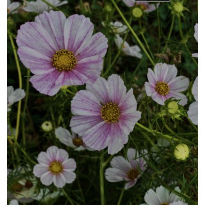 38622 screenshot 2025 01 07 at 18 40 06