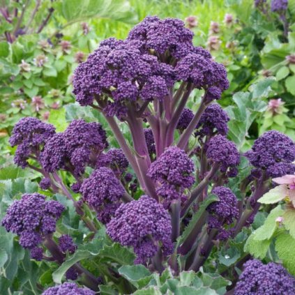 38643 broccoli early purple sprouting