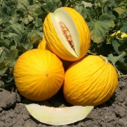 3877 meloun cukrovy zimni zluty