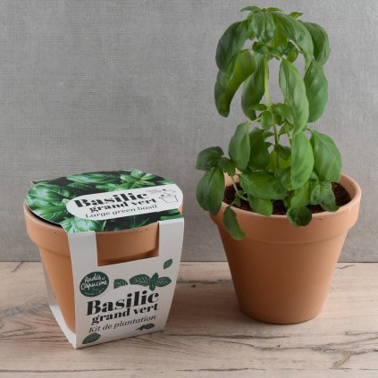 Terakotový květináč - bazalka - Bio